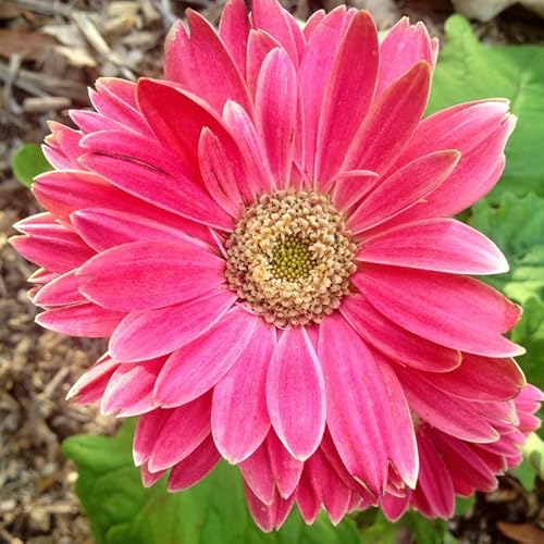 Pink Gerbera Daisy Plants, 2 Live Gerbera Daisy Flowering Plants 4 to 6 Inches Tall Rooted