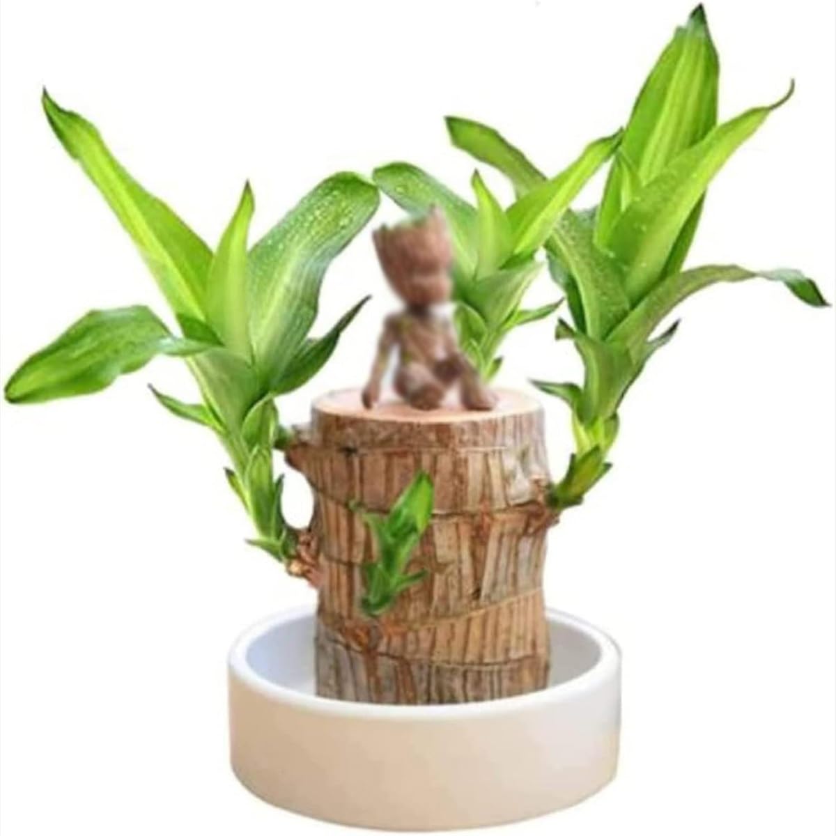 2024 Brazillian Wood Lucky Bamboo Plant Indoor with Pot - Mini Brazilian Wood Hydroponic Air Plants for A Serene and Green Indoor Atmospheres(Brazilian Lucky Wood+Base+Straw Man Ornaments)