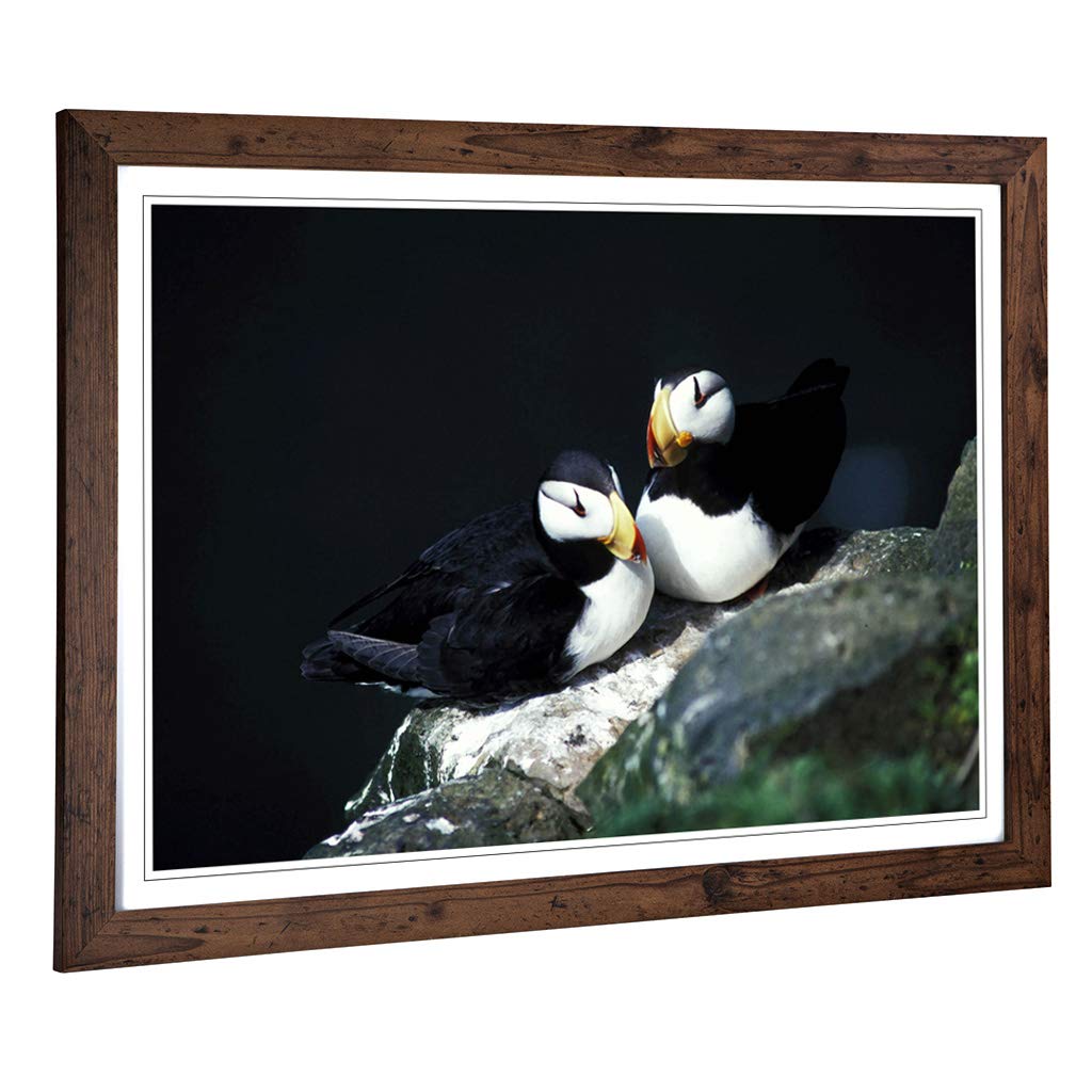 Big Box Art Framed Print of Atlantic Puffins Design | Wall Art Picture | Home Decor for Kitchen, Living, Dining Room, Lounge, Bedroom, Hallway, Office, Walnut, A2 / 24.5x18 Inch / 62x45cm