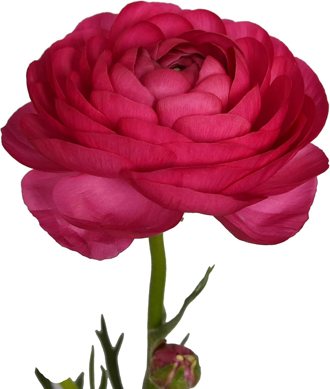 Bloomingmore | Fresh Cut Flowers | Ranunculus Hot Pink | 60 Stems | Home, Office, Wedding Decor, DIY, Party Event, Housewarming, Teacher and Engagement