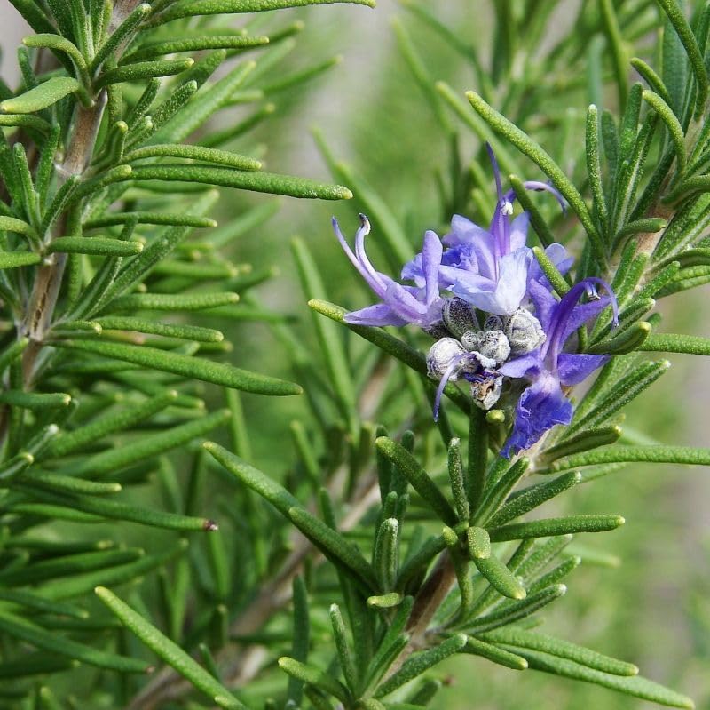 Athens Blue Rosemary – Evergreen Aromatic Herb with Blue Flowers, Hardy Culinary & Ornamental Shrub for Gardens, Containers & Landscaping (1 Gallon/Single/Plastic Pot)