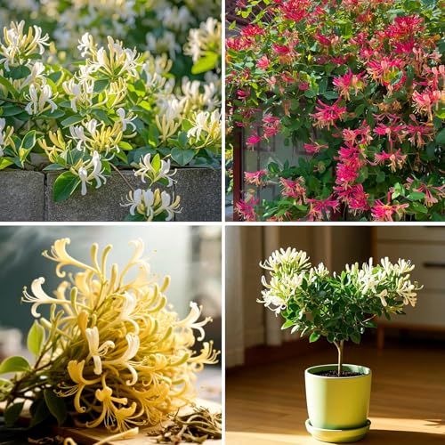 Mixrug Mix Climbing Honeysuckle Seeds for Planting,...