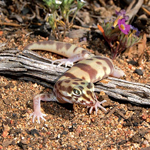 The Leopard Gecko Manual, 2nd Edition (CompanionHouse Books) Informative Guide to Care, Diet, Habitat, Breeding, Raising Hatchlings, Recognizing Diseases & Health Issues, Shedding, Tail Loss, and More