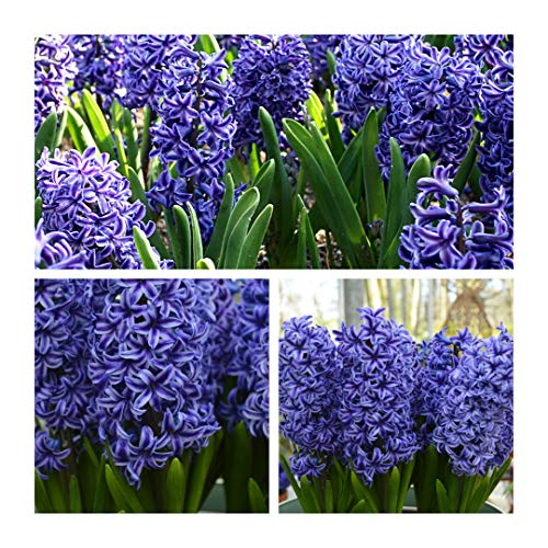 Hyacinth Blue Jacket Flower Bulbs Size 15/16 Highly Fragrant Blue Spring Flowers. Easy to Grow