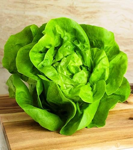 Miniatura 4 de Seeds May Queen Butterhead Lechuga sin OMG reliquia