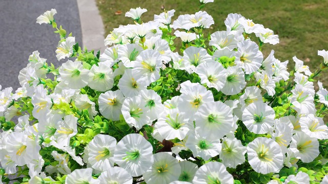 Watch Ivydale White Artificial Petunia for Outdoors on Amazon Live