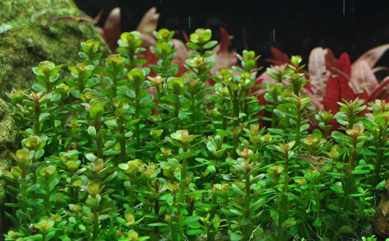 Maalavya Ratola Indica Live Aquarium Aquatic Plant (8 to 10 Stems) with Pot (Pack Of 2) (B0BNBXY7N6) Amazon Price History, Amazon Price Tracker