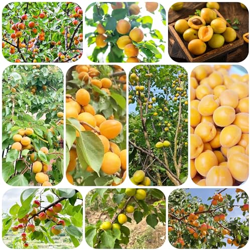 Albaricoquero resistente - semillas árboles frutales semillas exóticas árboles frutales columnares árbol frutal planta ajedrea semillas de albaricoque, plantas resistentes para el 60pcs