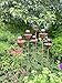 Rusty Metal Flower Garden Stakes - Set of 6 - Rustic Outdoor Decor, Bee Water Station
