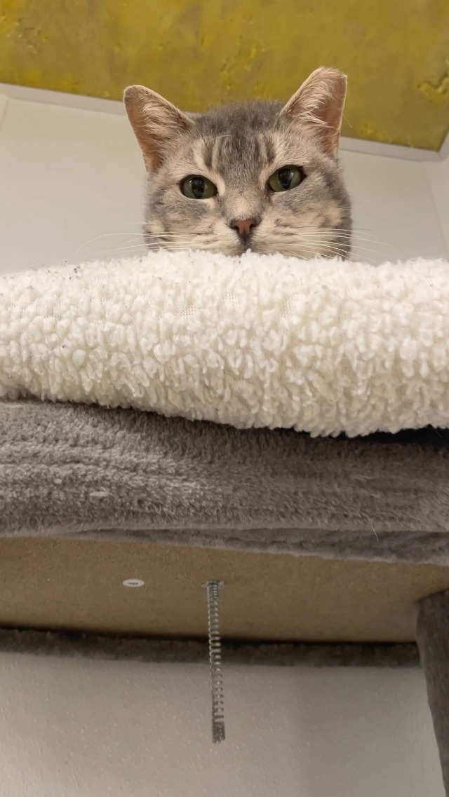 kitten essentials reddit