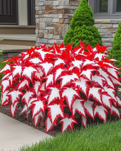 Premium Hosta Bulbs Simple to Grow – Perfect for Gardens, Cut Flowers & Enchanting Displays Winter Hardy Hosta Bulbs-10 Bulbs-A