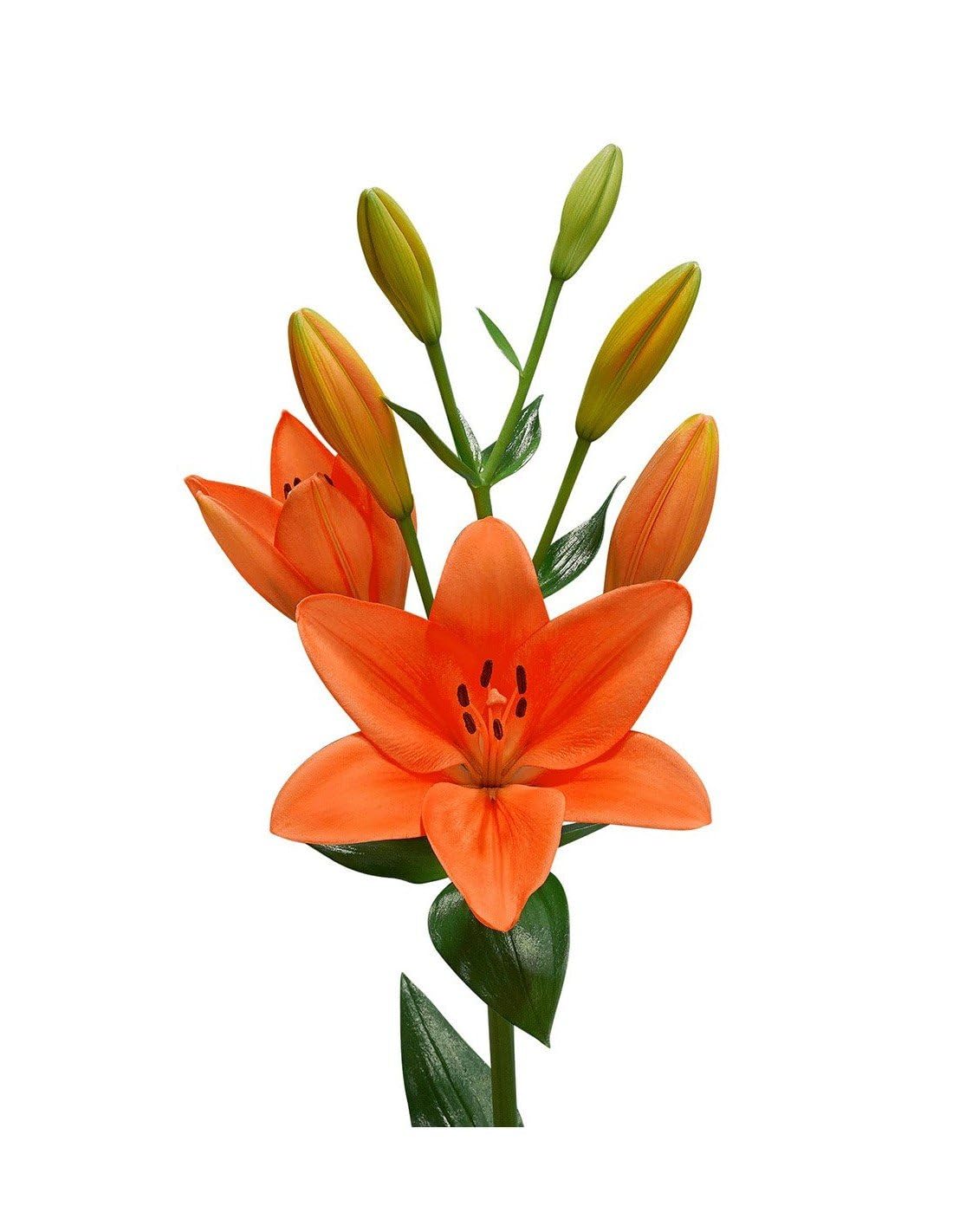 JARDIN202 - Liliums LA | Flor Natural | Ramo de 10 tallos | 80cm de alto | Naranja
