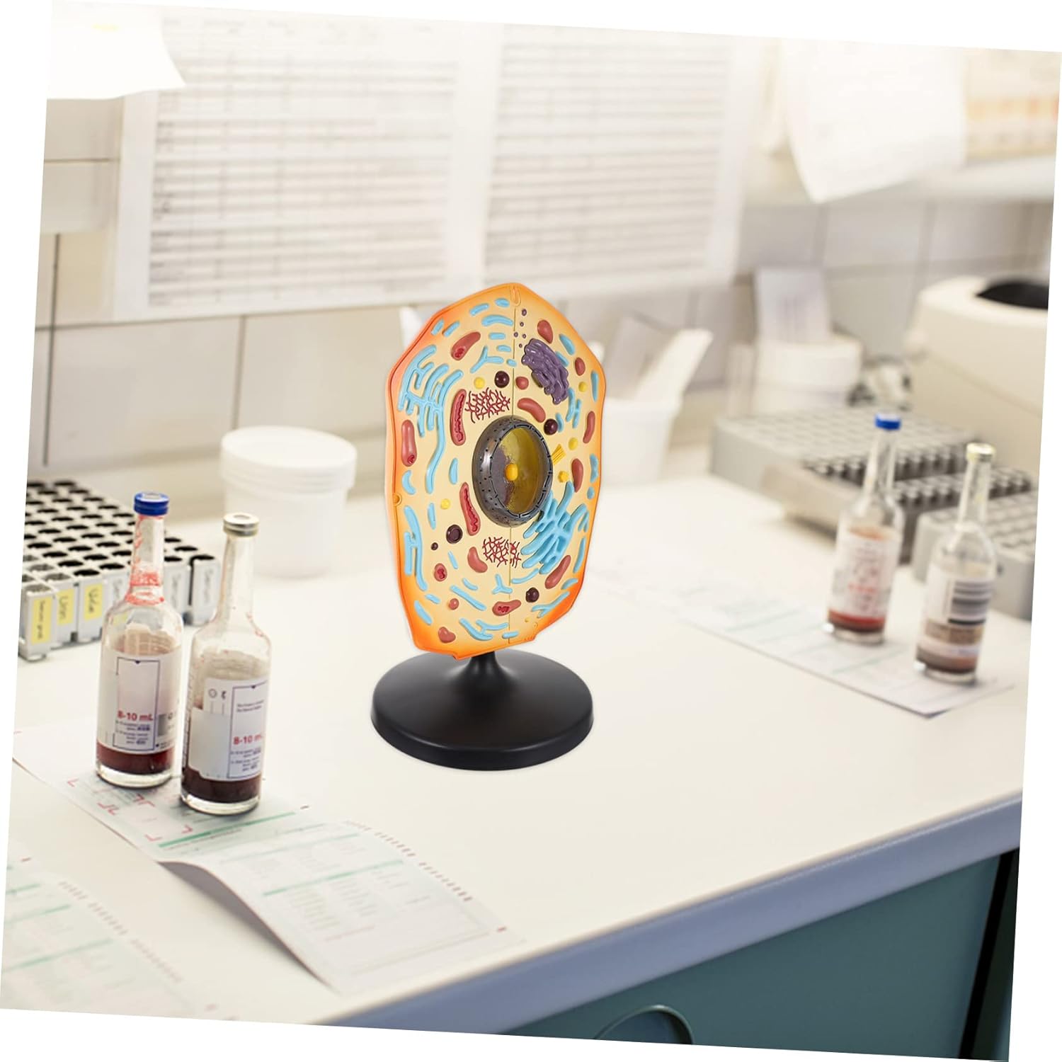 Kisangel Nimal Cell Model Kit Biology Animal Cell Model for Teaching Learning Anatomical Animal Cell Model