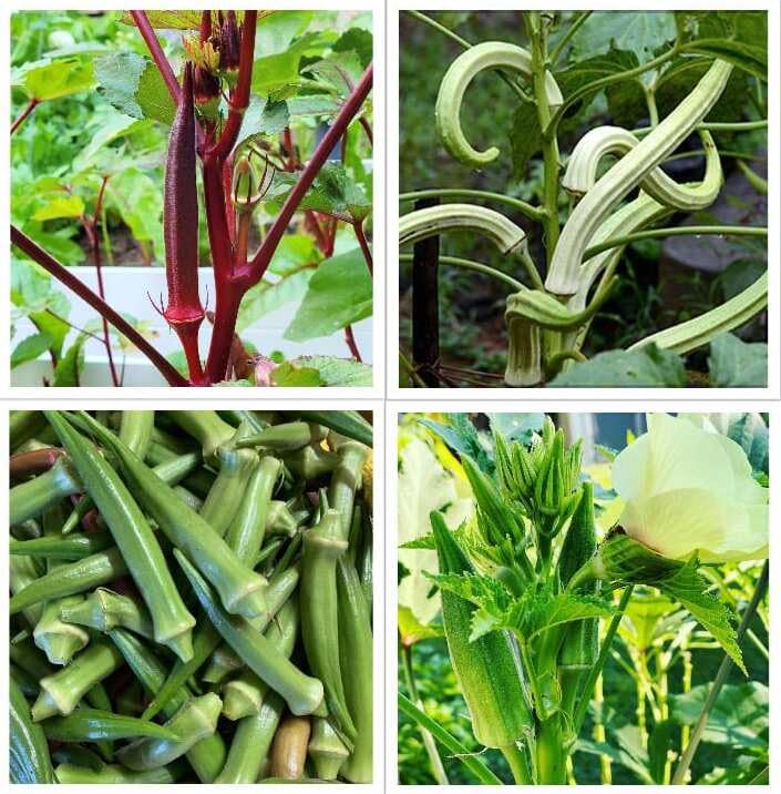 Lady finger seeds hybrid all seasons (30 seeds) (B0CW9XWPZ5) Amazon Price History, Amazon Price Tracker