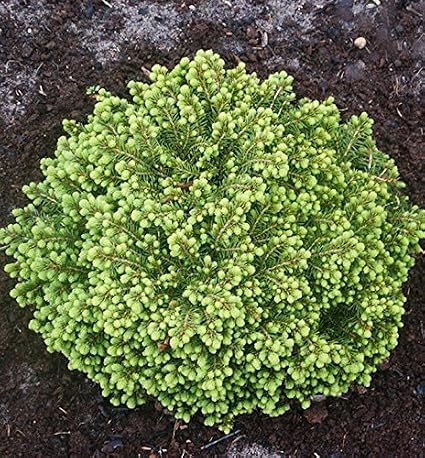Little Gem Norway Spruce Standard 2 - Year Graft