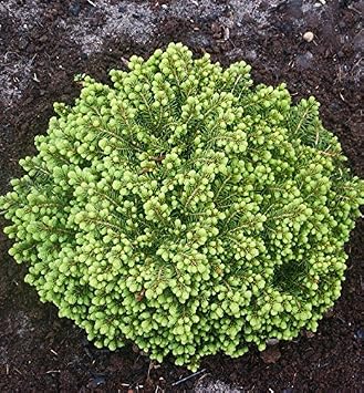Little Gem Norway Spruce Standard 2 - Year Graft
