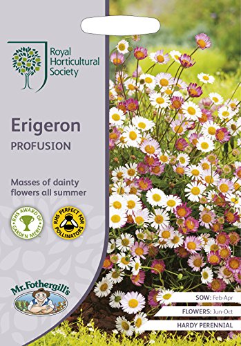 RHS ERIGERON Profusion Seeds (1)