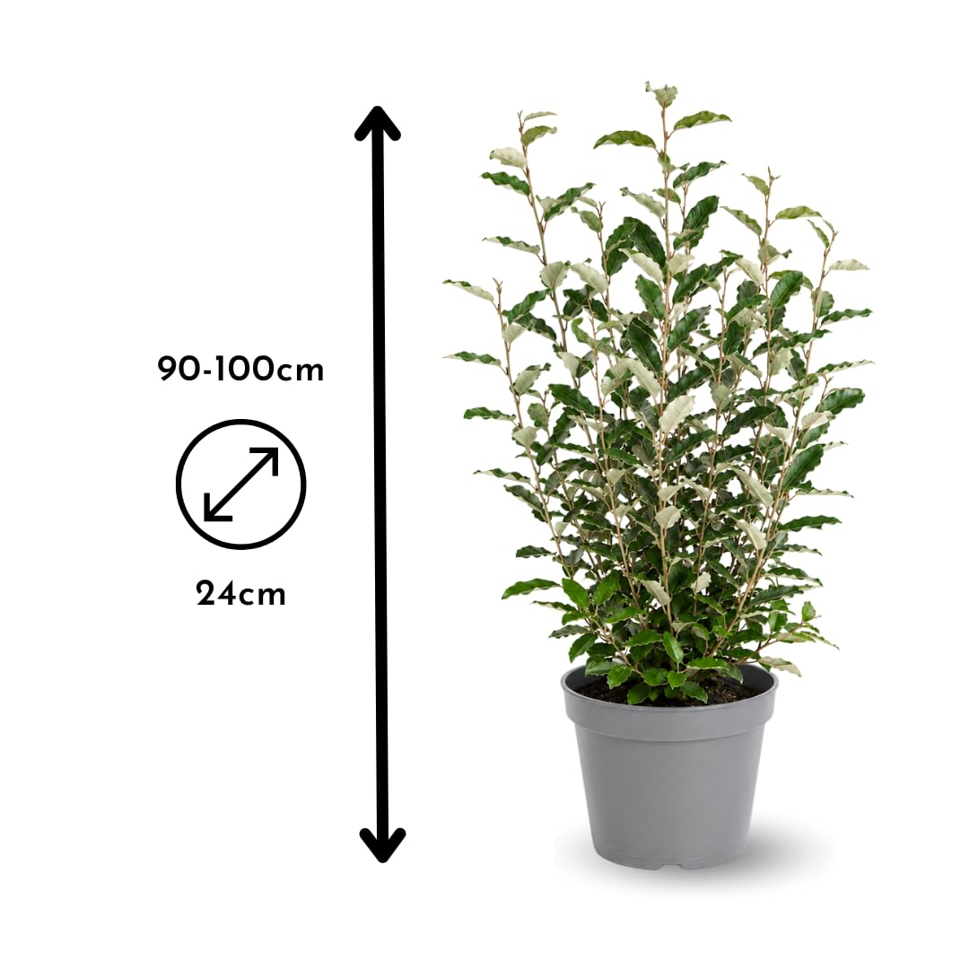 Attitude Jardin - Eleagnus ebbingei - piante di siepi - 90-100 cm - ⌀ 24 cm - pianta da esterno