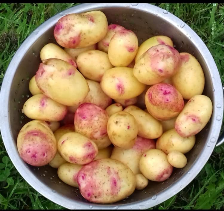 King Edward Seed Potatoes,Very Famous Main Crop Variety,x10 Tubers,For Planting in Your Beautiful Garden.