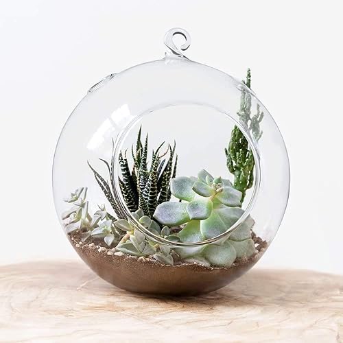 Miniatura 4 de Mkono Paquete de 2 macetas redondas de vidrio colgantes de 6 pulgadas para plantas de aire, globo terrario para suculentas, Tillandsia, regalos para