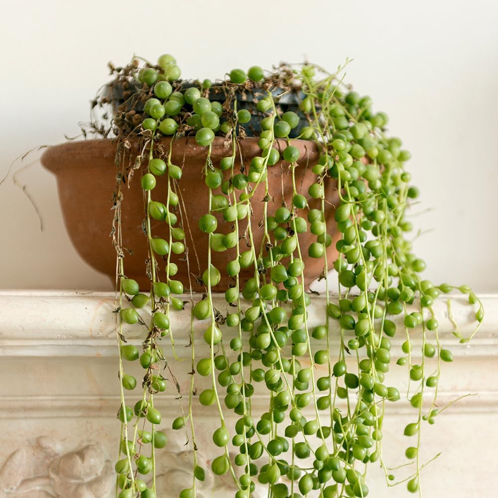 YouGarden String of Beads Houseplant, Senecio herreanus, Tropical Trailing Indoor Plant in 6cm Pot, for Home, Office or Living Room