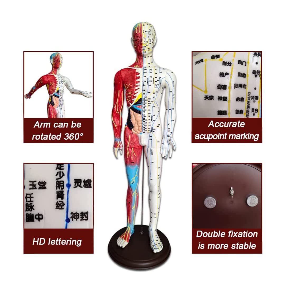 60 cm Akupunkturmodell, Akupunktur- und Muskelanatomisches männliches Modell, Druckpunkt und Meridiane, für Akupunkturisten und andere medizinische Fachkräfte, die Lehr- und Bildungsbedarf a