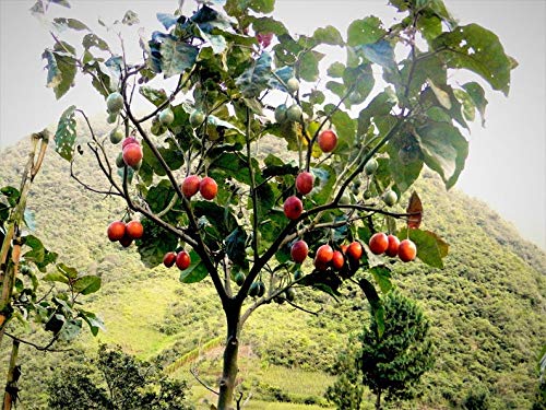 VietFA Tamarillo SẸẸDS for Plạnting - 15 Tamarillo Trẹẹ SẸẸDS - Thumbnail 2