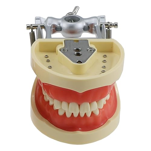 Dentales 32 Unids Removibles Práctica Dientes Modelo M8012 Relleno Typodont Suave Gingivae Fit Kilgore Nissin 200 Tipo Enseñanza Estudio Formación