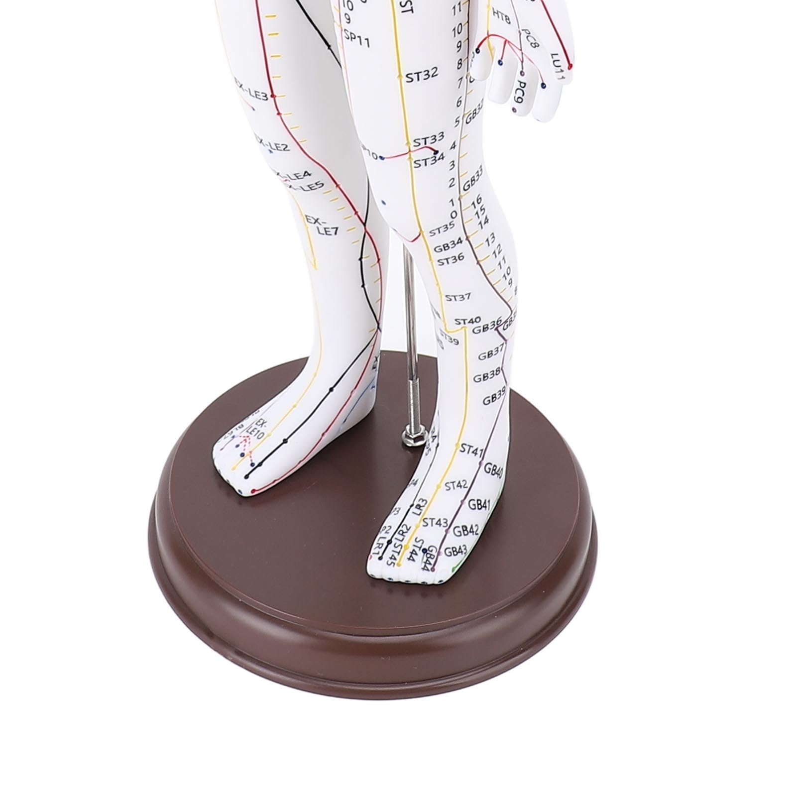 Modelo de Acupuntura de Cuerpo Humano de 20,47 Pulgadas, Modelo de Punto de Presión y Meridianos Masculinos y Femeninos con Base para Enseñanza China de Acupuntura y Masaje para