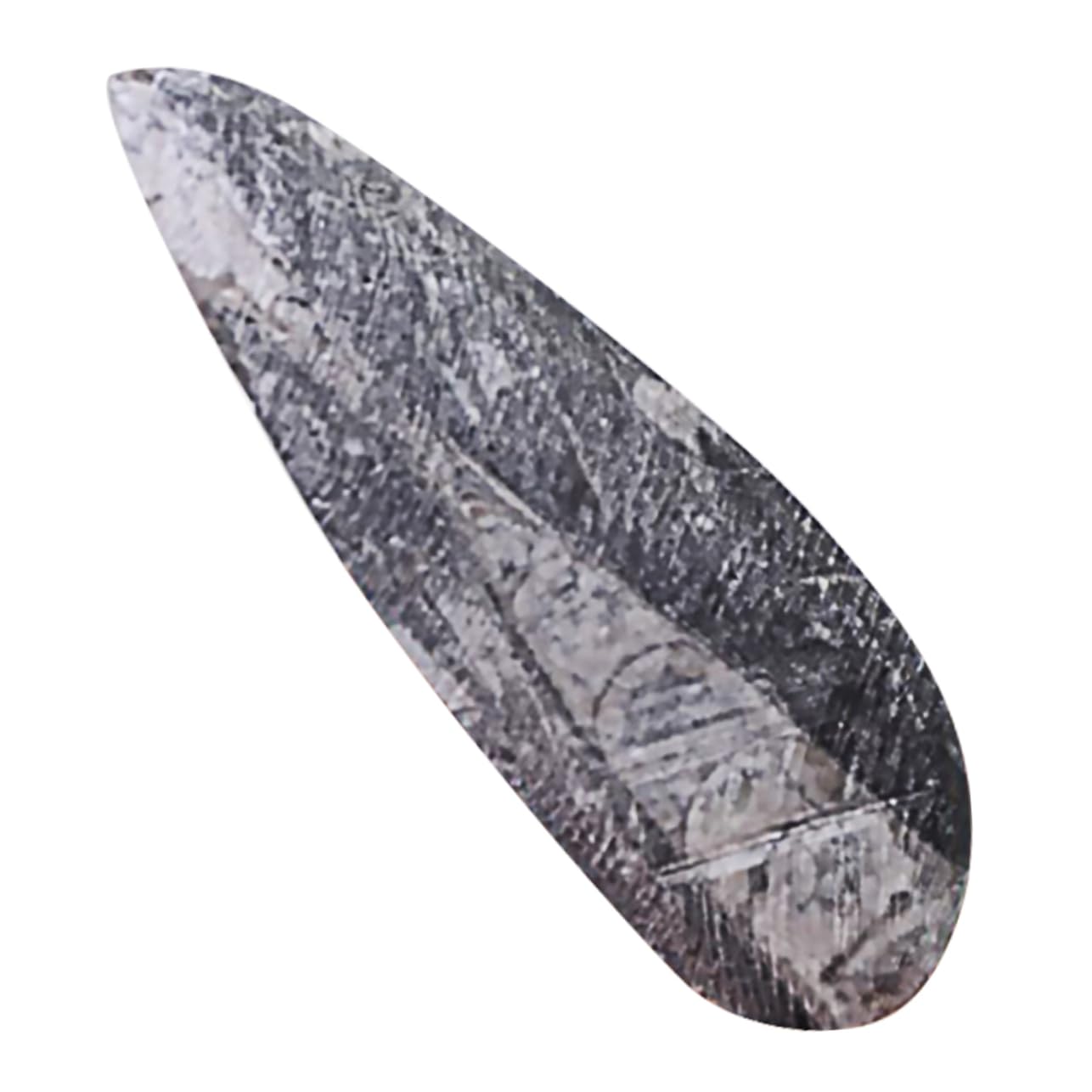Especímen Fósil de Orthoceras Grande, Mineral Negro, 1 Pieza