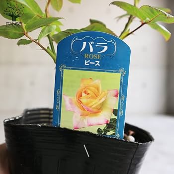Amazon.co.jp: 薔薇の苗