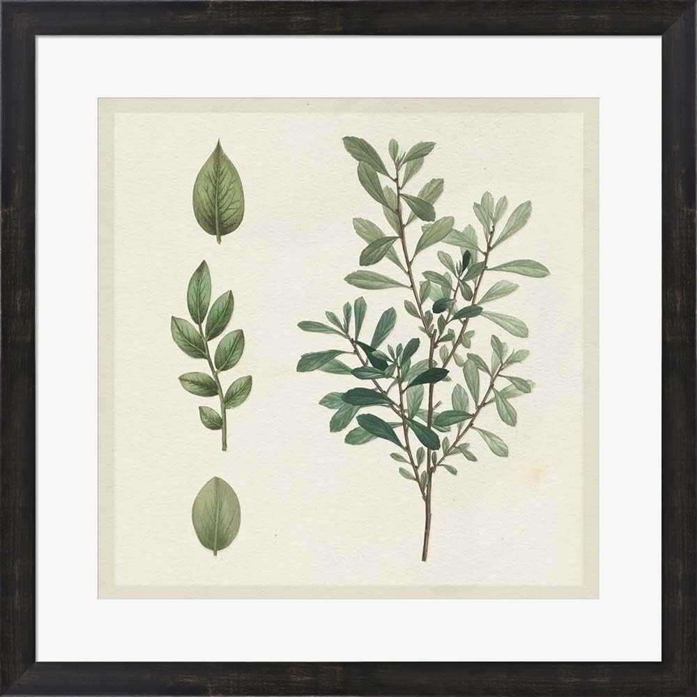 Victorian Garden Chart III by Wild Apple Portfolio Framed Art Print Wall Picture, Espresso Brown Frame, 19 x 19 inches