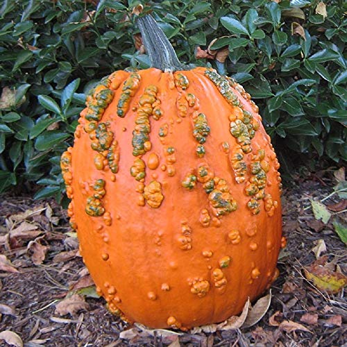 David's Garden Seeds Pumpkin Frankenstein Scarface 