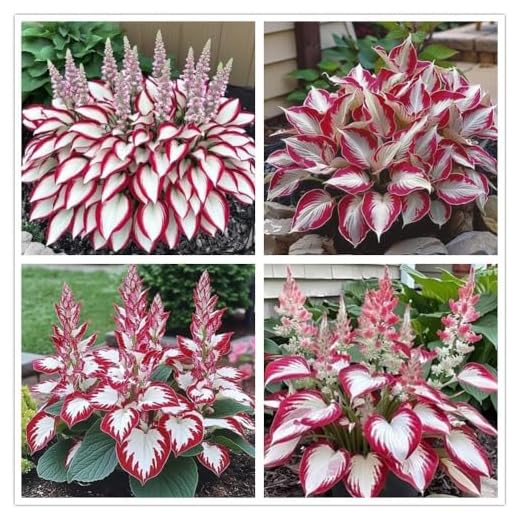100+ Hosta Seeds for Planting Outdoors, Rare Perennial Flower Seeds, Shade Loving Hosta Plants for Garden Beds, Containers, Patios (White and Red)