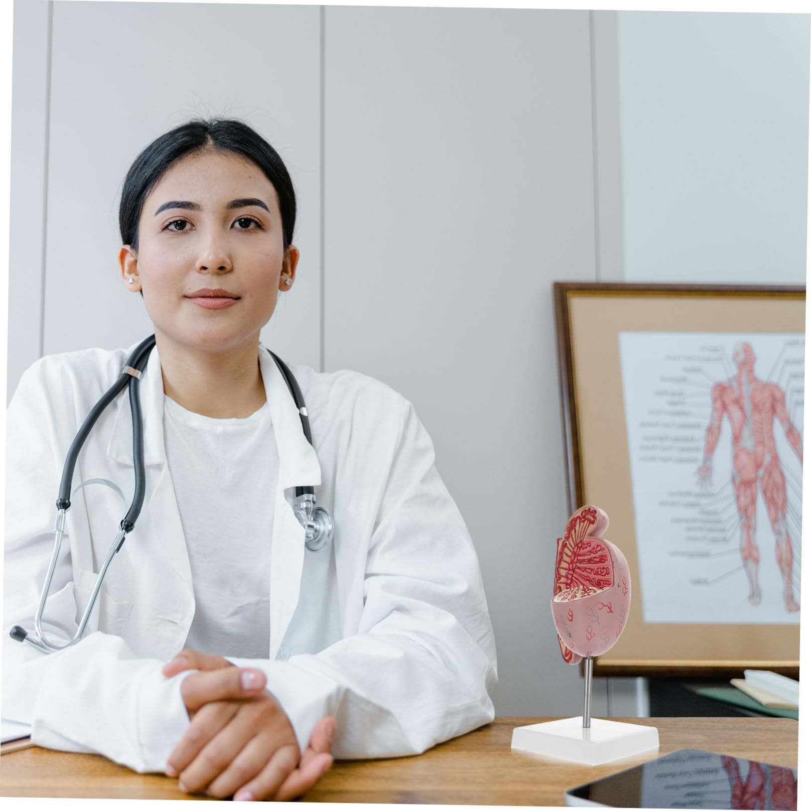 Model Anatomiczny Męskiego Układu Rozrodczego Powiększony Model Do Nauki Anatomii i Fizjologii Materiał Wytrzymały i Bezpieczny Idealny Dla Szkół Medycznych i Kursów