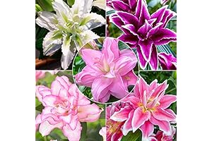 Lily Rose Bulbs - Enchanting Mixture for a Florid Landscape