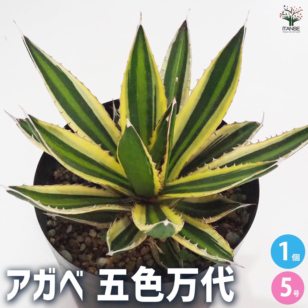 Amazon｜アガベ 五色万代(ごしきばんだい) 5号 1個売り【品種で選べる