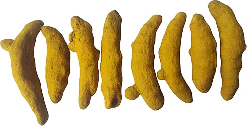 Miniatura 4 de BHAVICREATION Cúrcuma entera Haldi Ki Ganth para Puja Cúrcuma entera para Pooja 10 piezas Saubt Haldi Tumeric Dedos Tuméricos Enteros Haldi Gatiya
