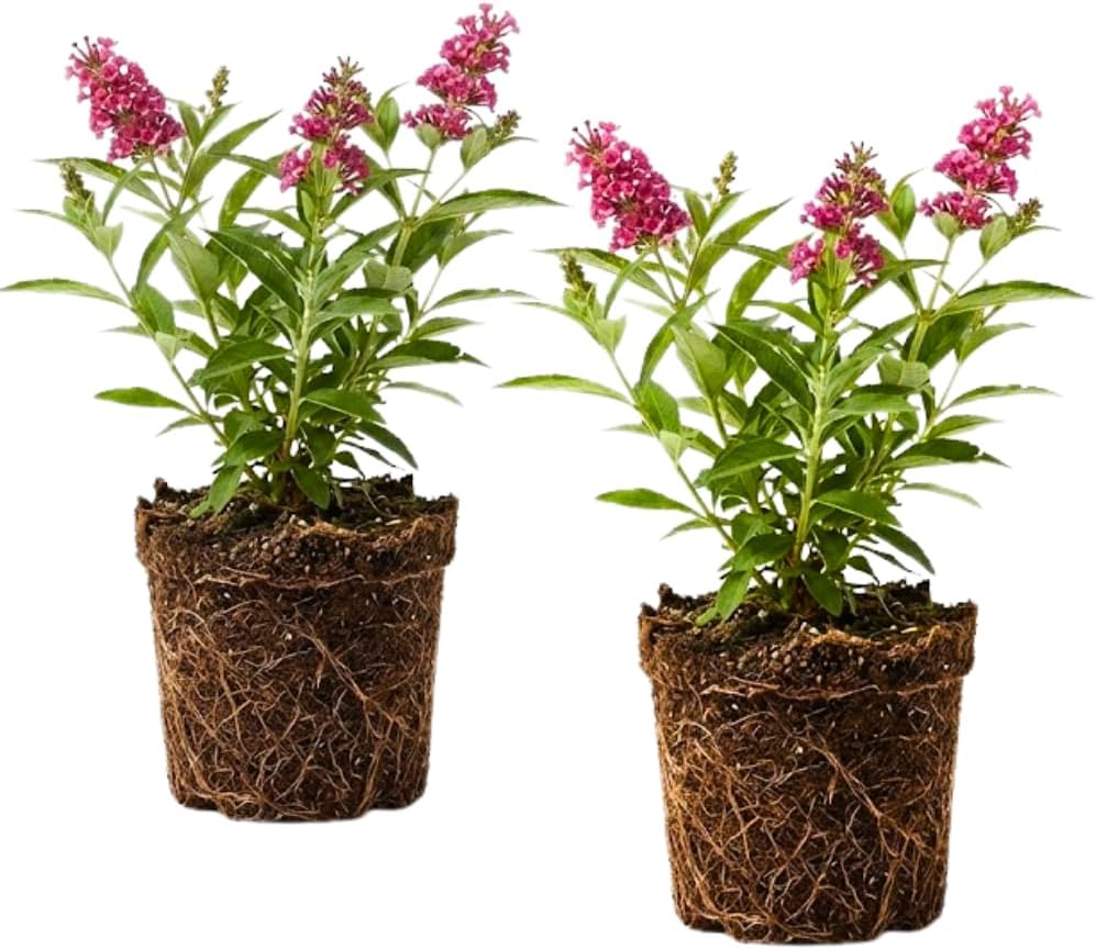 2 Butterfly Bush Live Plant – Raspberry Buddleia | 4 Inch Tall Flowering Shrub | Long Blooming, Fragrant Flowers for Garden Beds & Borders