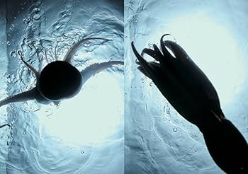 たこ88 | 樟 陽介, 西部裕介 |本 | 通販 | Amazon