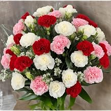 KaBloom - 12 Assorted Carnation Without Vase - Fresh Flowers for Birthday, Valentines & Mothers Day