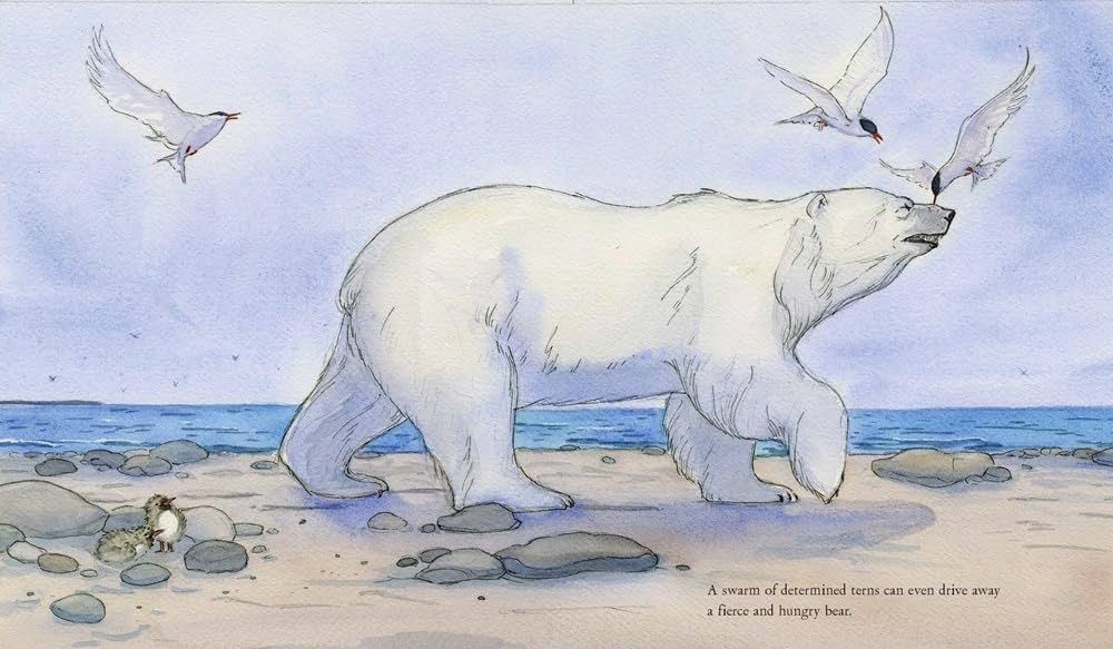 洋書 The Voyage of the Arctic Tern 洋書 The Voyage of the