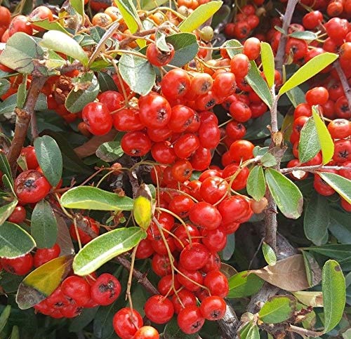 AGROBITS (30+ Seeds) Pyracantha Coccinea, Dorn Bonsai-Baum mit roten Beeren