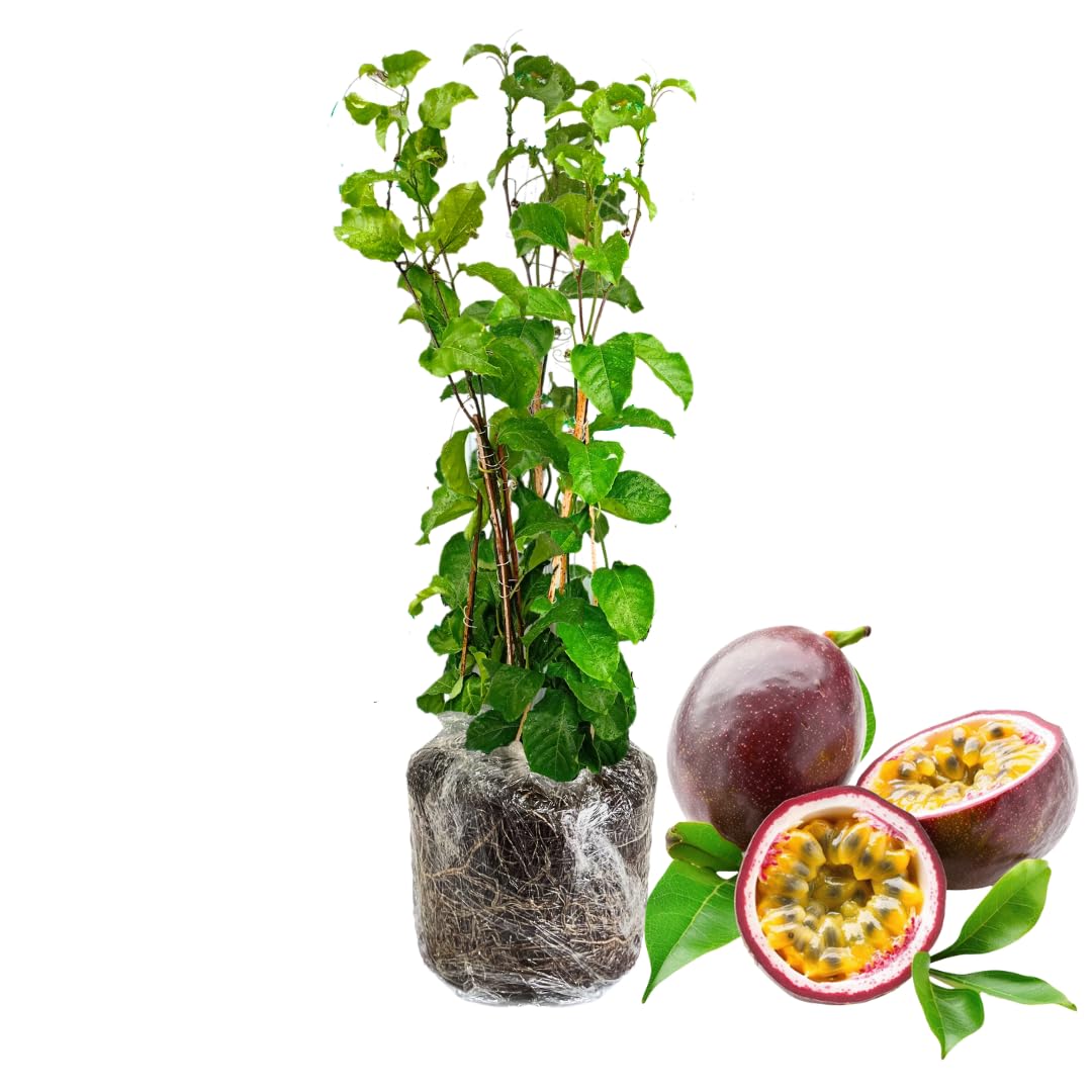 ELLA'S HOMES Passion Fruit Tree Live Plant