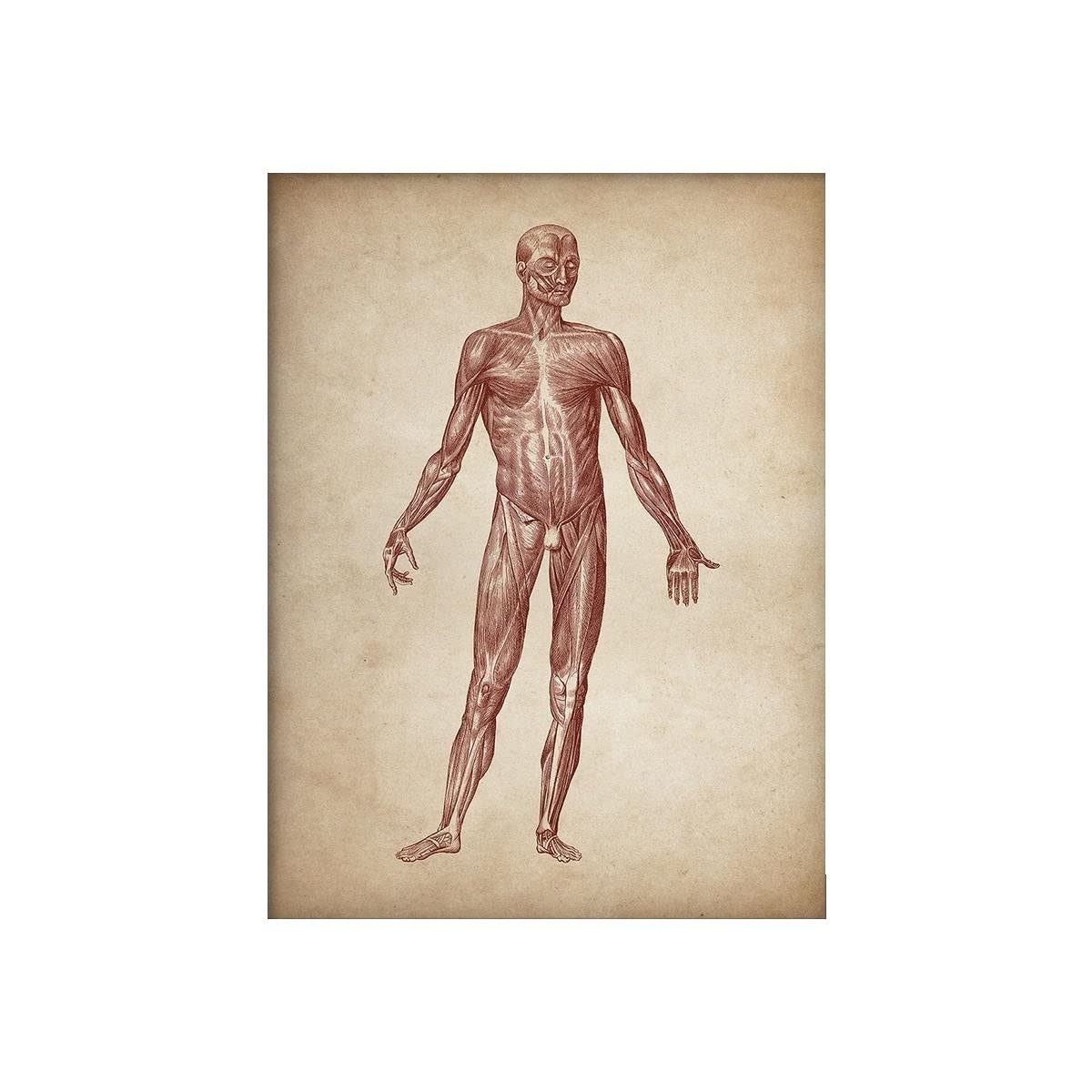 Affiche Anatomie Humaine Muscle Squelette Décoration Murale Vintage