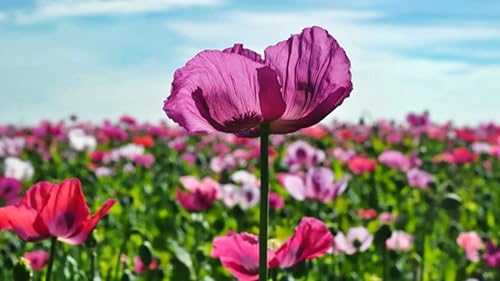 Miniatura 4 de Amapola afgana Colores Mixtos Papaver Rosa Púrpura Blanco Flor 1000 Semillas Puede Crecer en Bandejas o Macetas