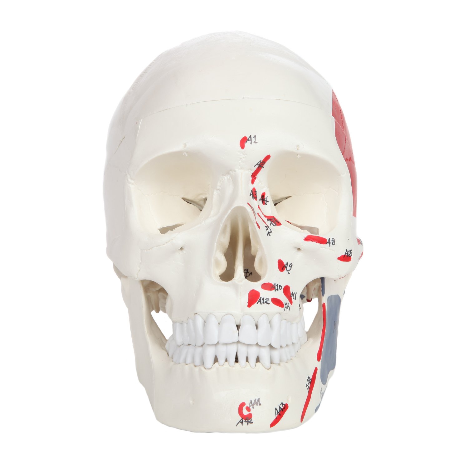 Axis Scientific Life Size 3-Part Painted and Numbered Human Skull Model | Muscle Origin and Insertion Points for 48 Muscles | Includes Detailed Product Manual