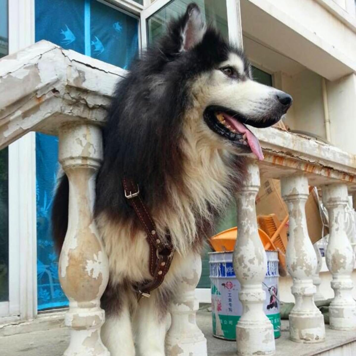 Kisangel Modisches Hundegeschirr aus Braunem Leder Verstellbares Brustgeschirr für Hunde bis 90cm Sicher und Stylisch für Spaziergänge und Hundesport
