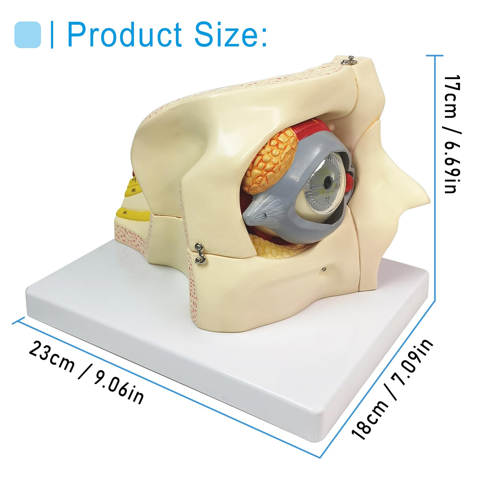 Human Eye Anatomy Model - Detachable 3X Magnified Eyeball Model For Medical Teaching