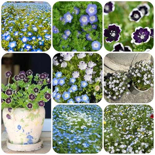 semillas de flores del bosque - jardín de plantas semillas de jardín semillas de hierbas flores balcón jardín de hierbas plantas perennes resistentes plantas en macetas semillas de 160pcs